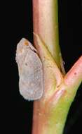 Image of Citrus Flatid Planthopper