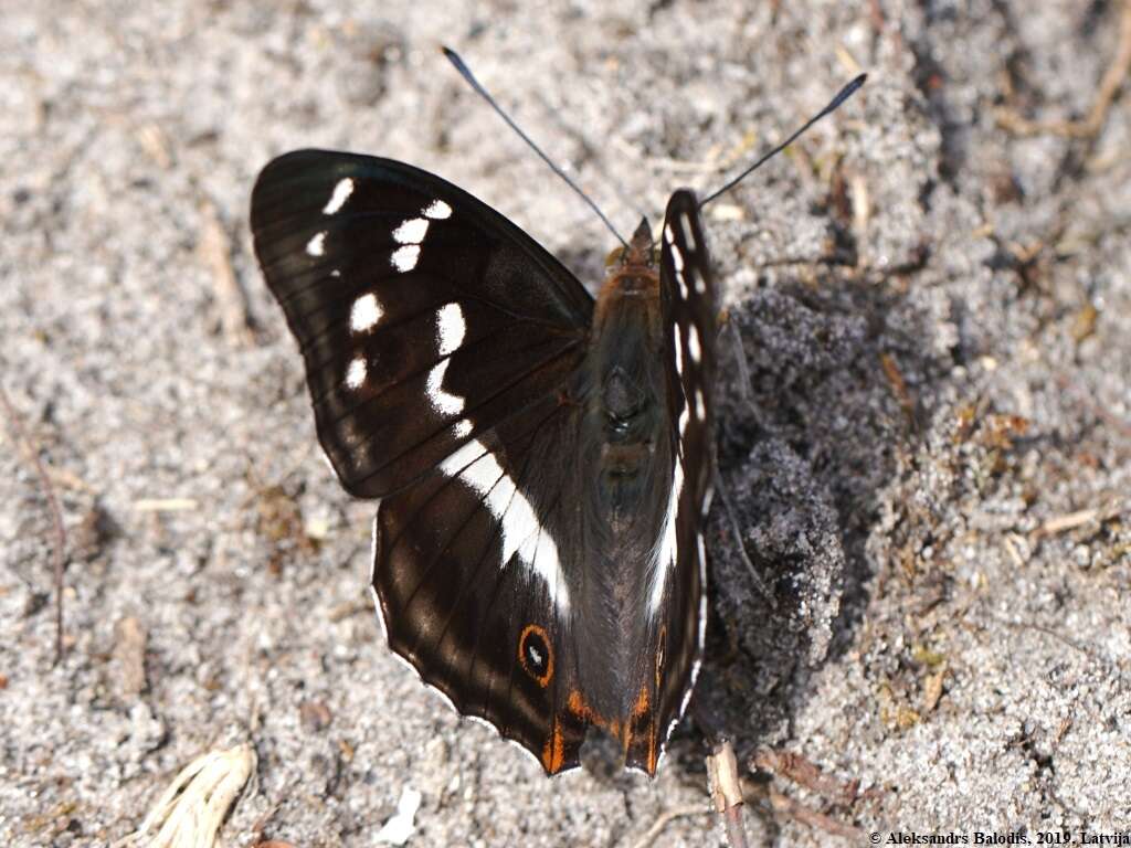 Imagem de Apatura iris Linnaeus 1758