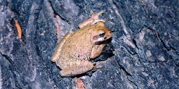 Image of Baudin's Treefrog