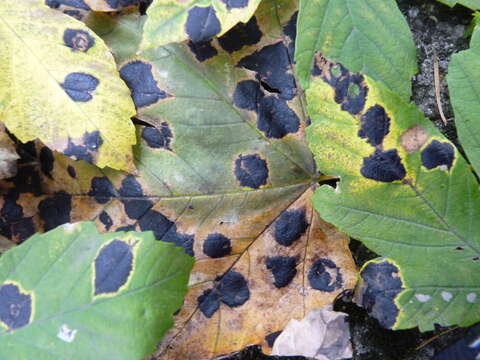 Image of European tar spot