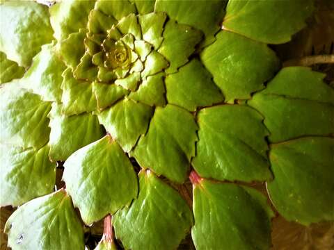 Image of Ludwigia sedoides (Humb. & Bonpl.) Hara