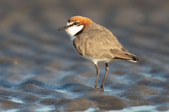 Image of Red-capped Dotterel