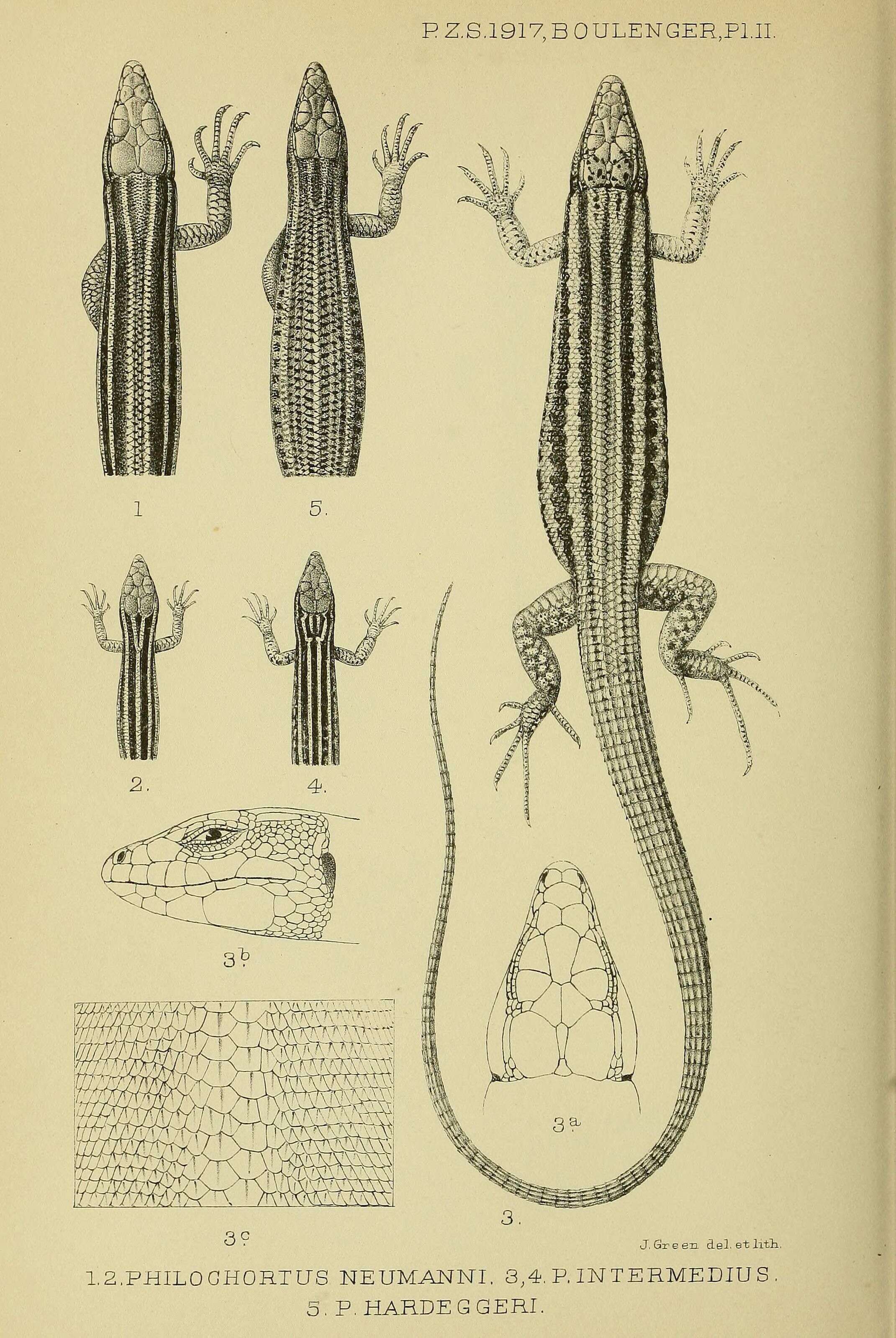 Image of Neumann's Orangetail Lizard