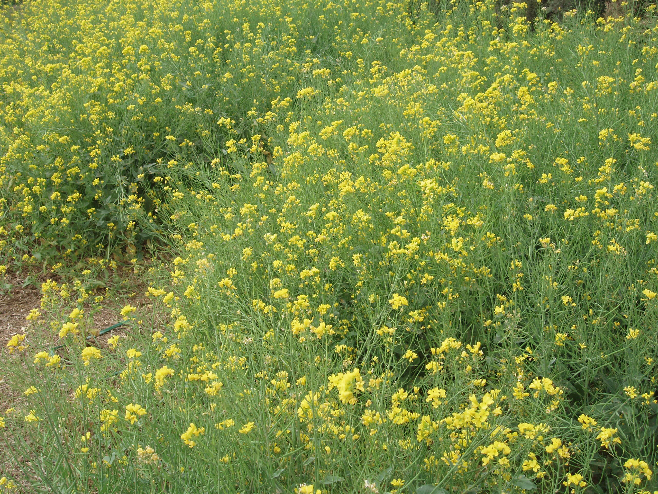 Image of Brassica rapa subsp. oleifera