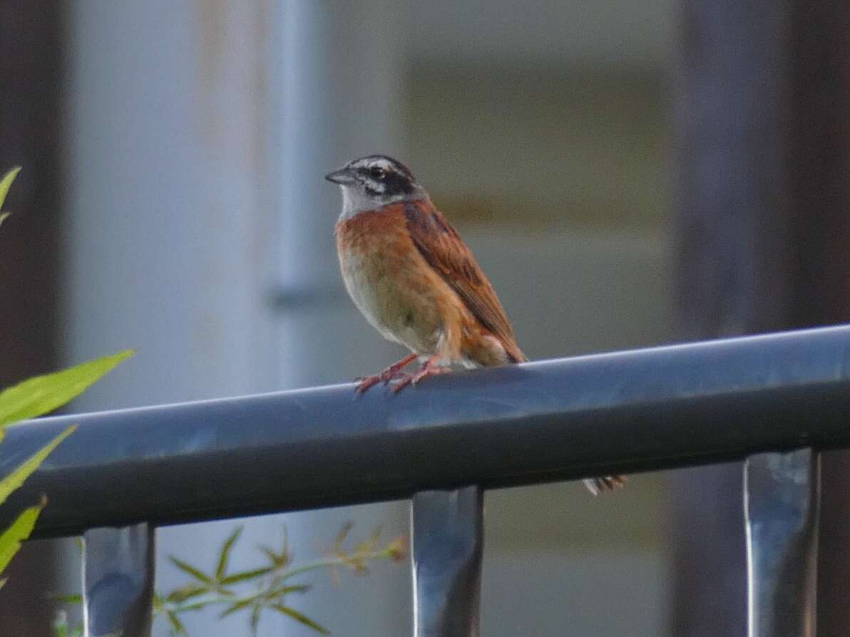 Image of Meadow Bunting