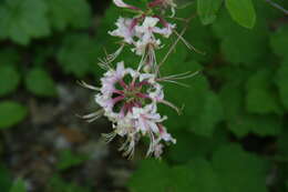 Image of pink azalea