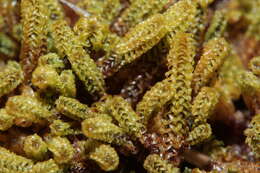 Image of paludella moss