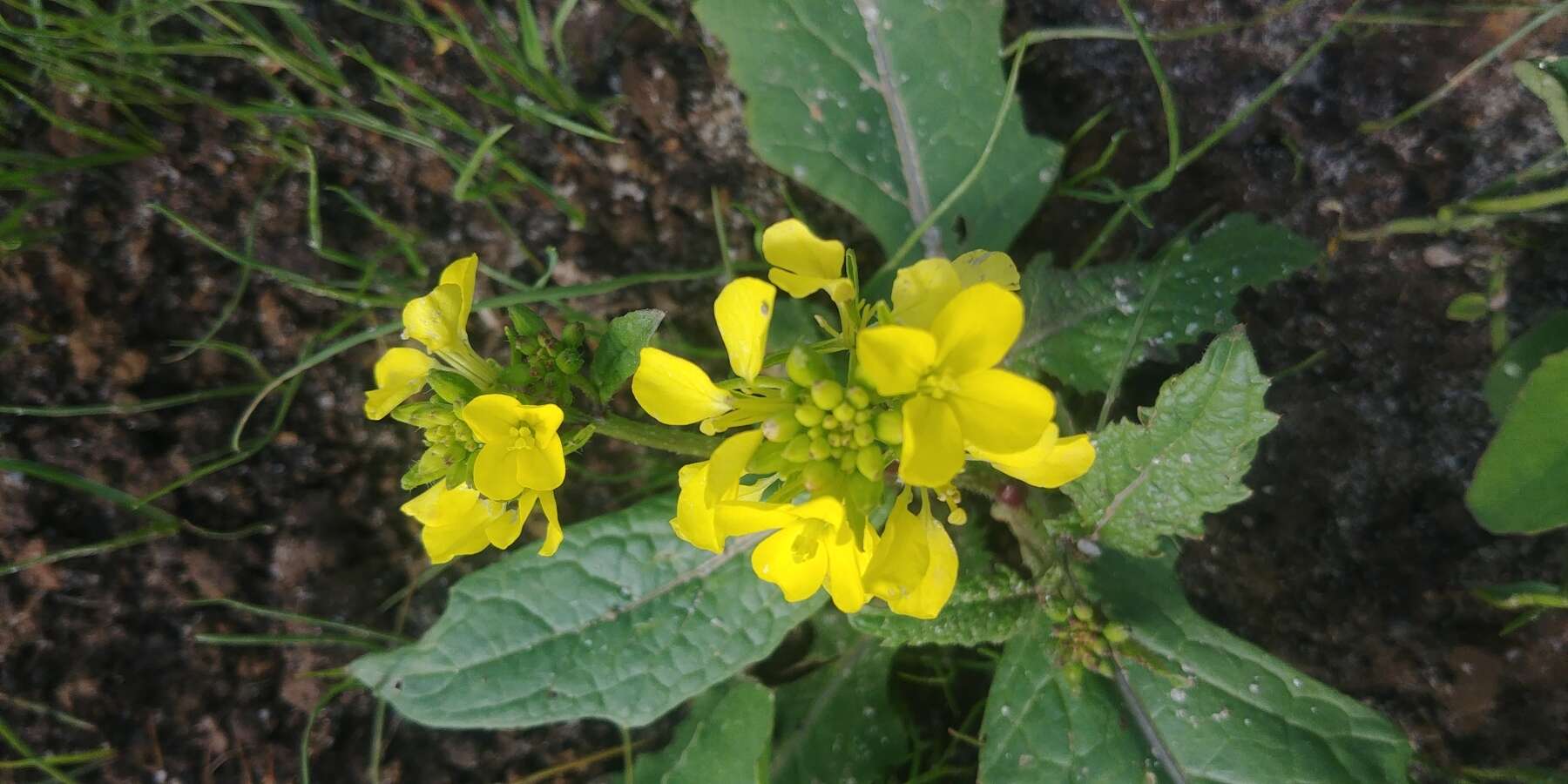 Image of charlock mustard