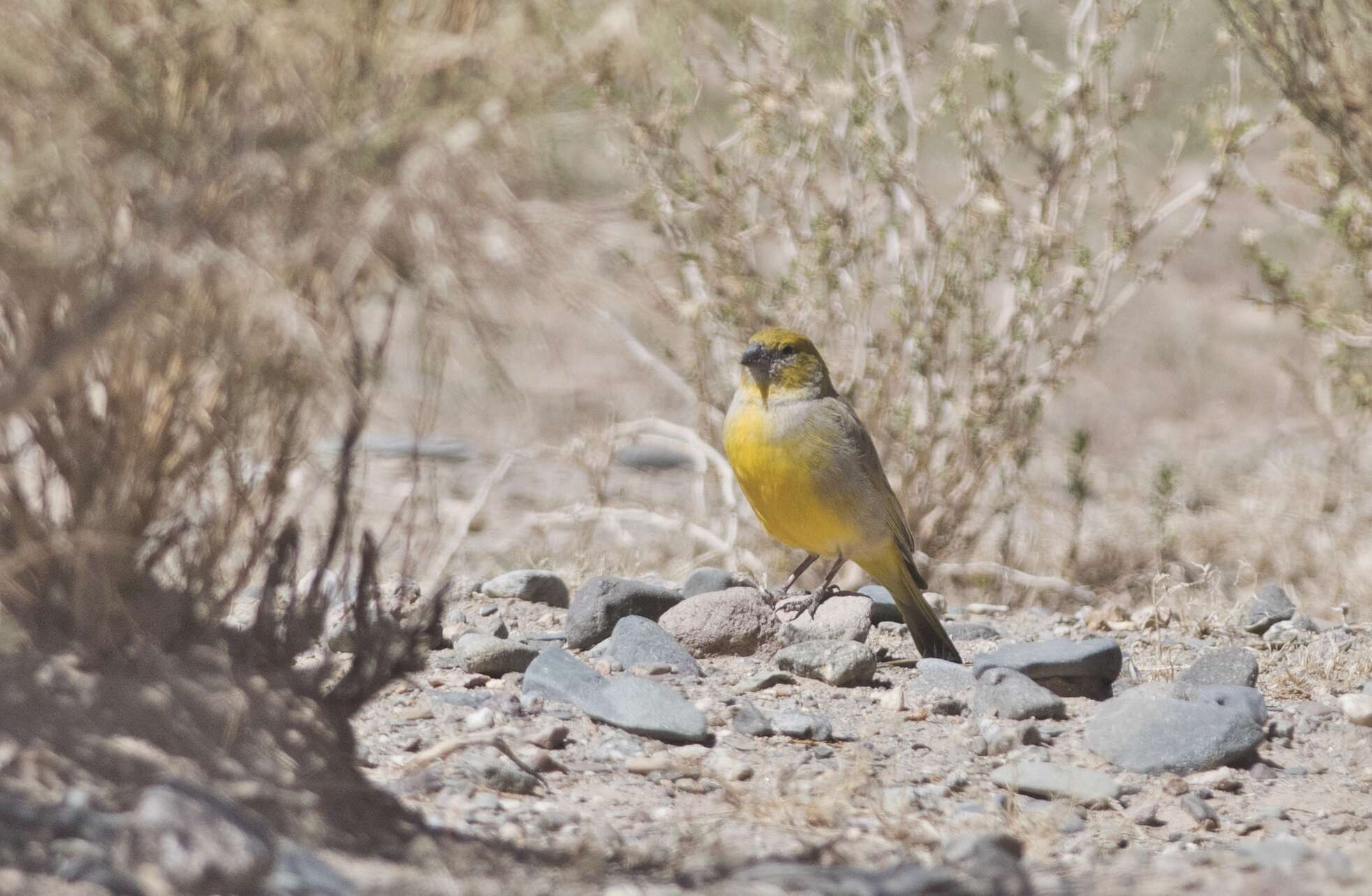 Image of Puna Yellow Finch