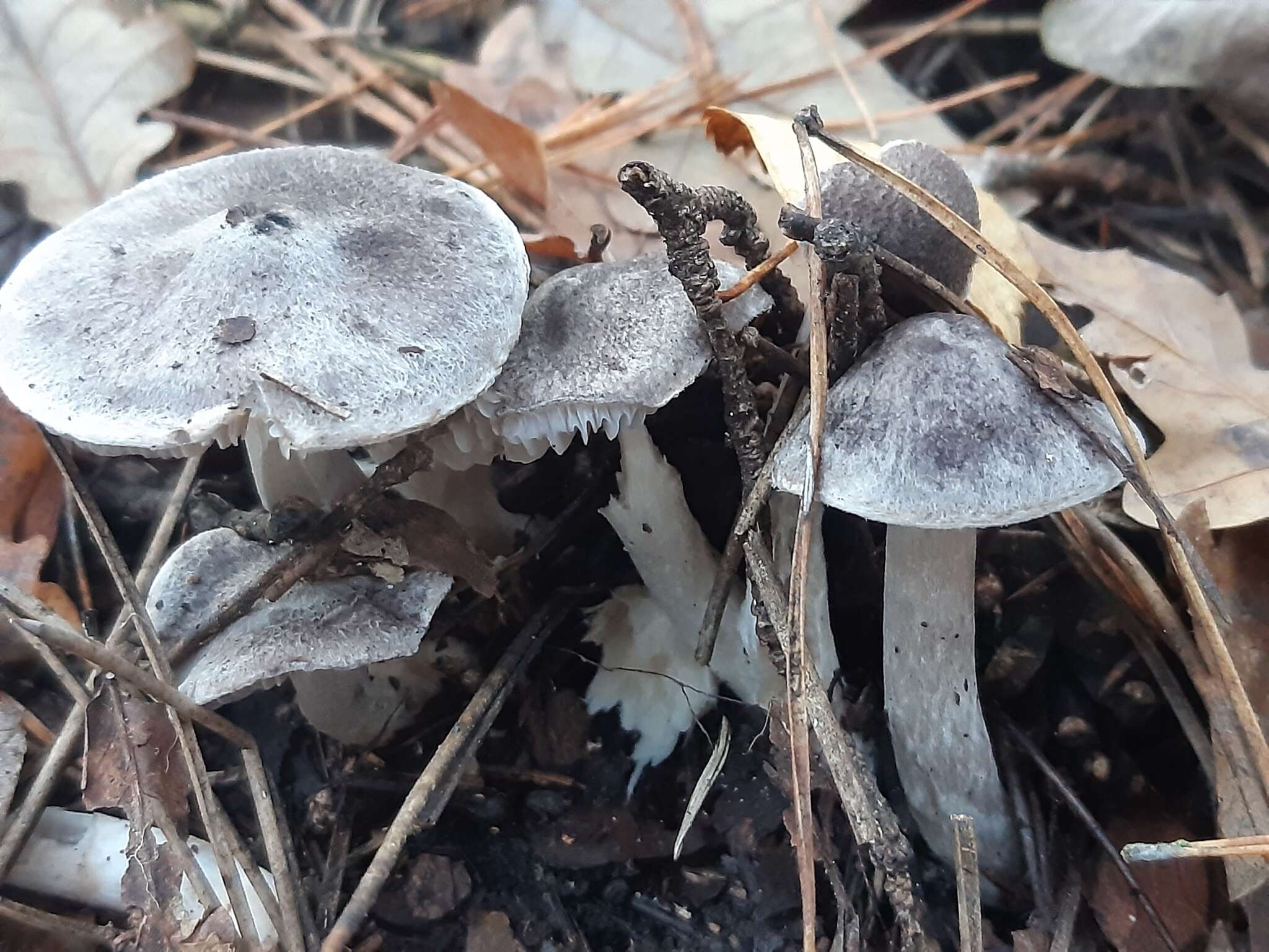 Image of Grey Agaric