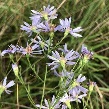 Image of Lindley's aster