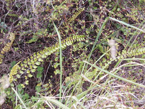 Plancia ëd Pellaea rotundifolia (G. Forst.) Hook.