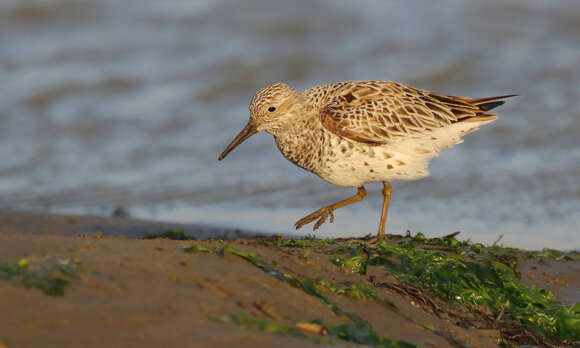 Image of Great Knot