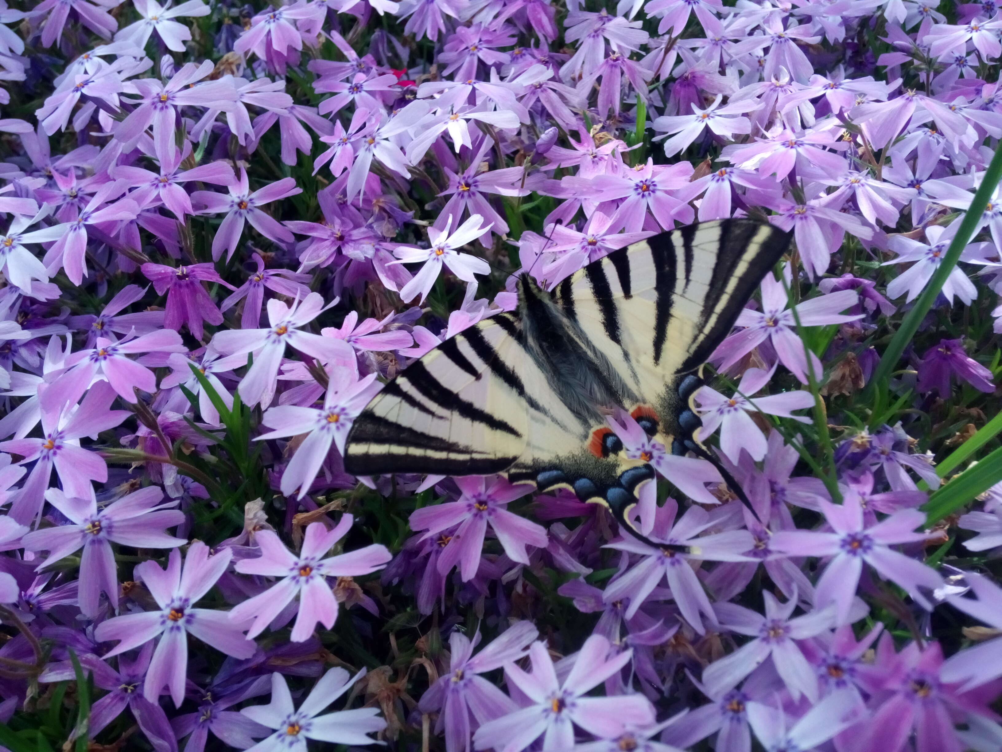 Image of moss phlox