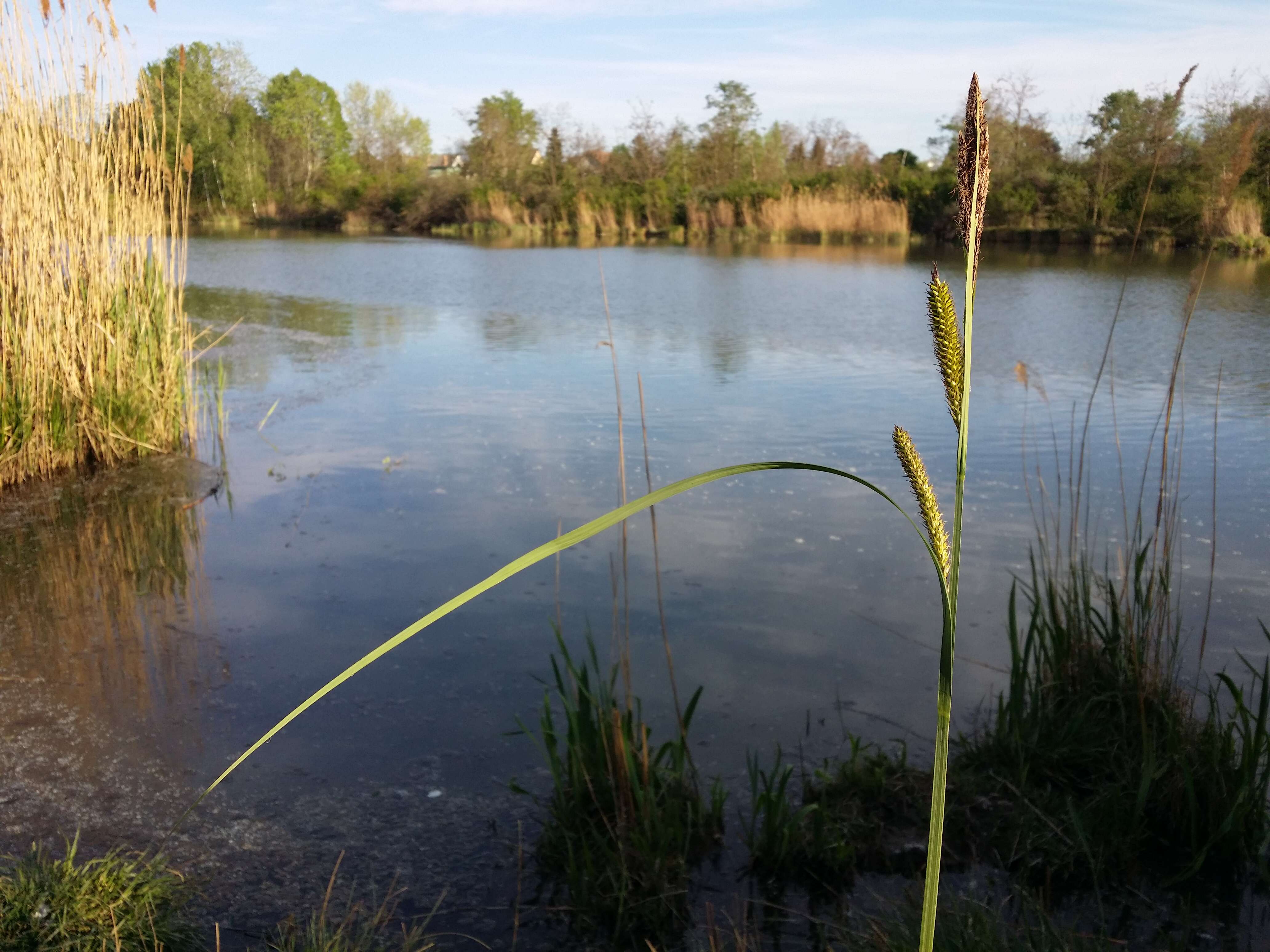 Image of Greater Pond-Sedge