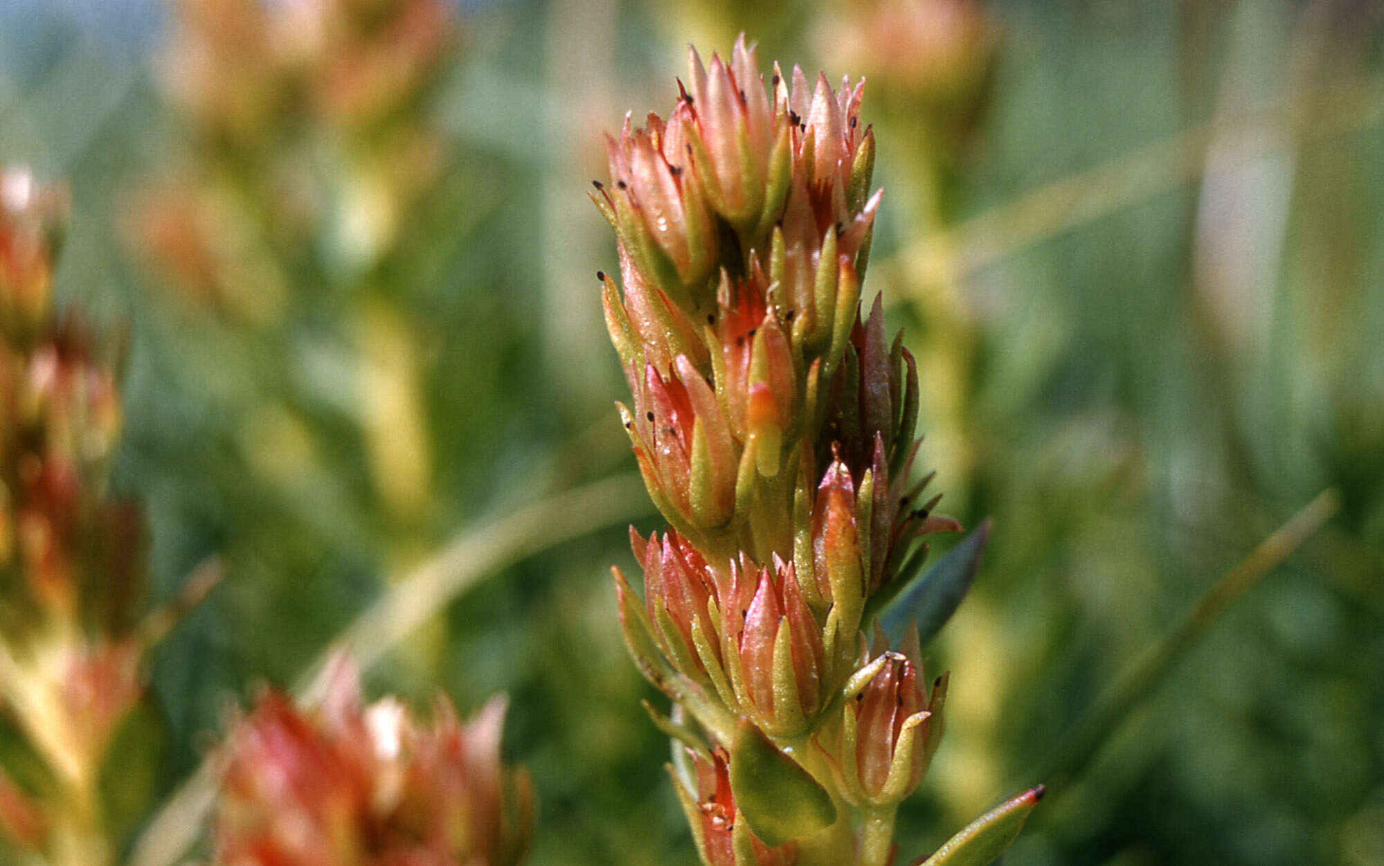 Image of redpod stonecrop