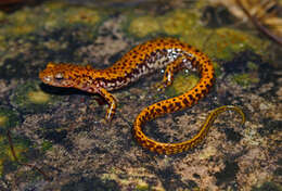 Image of Longtail Salamander