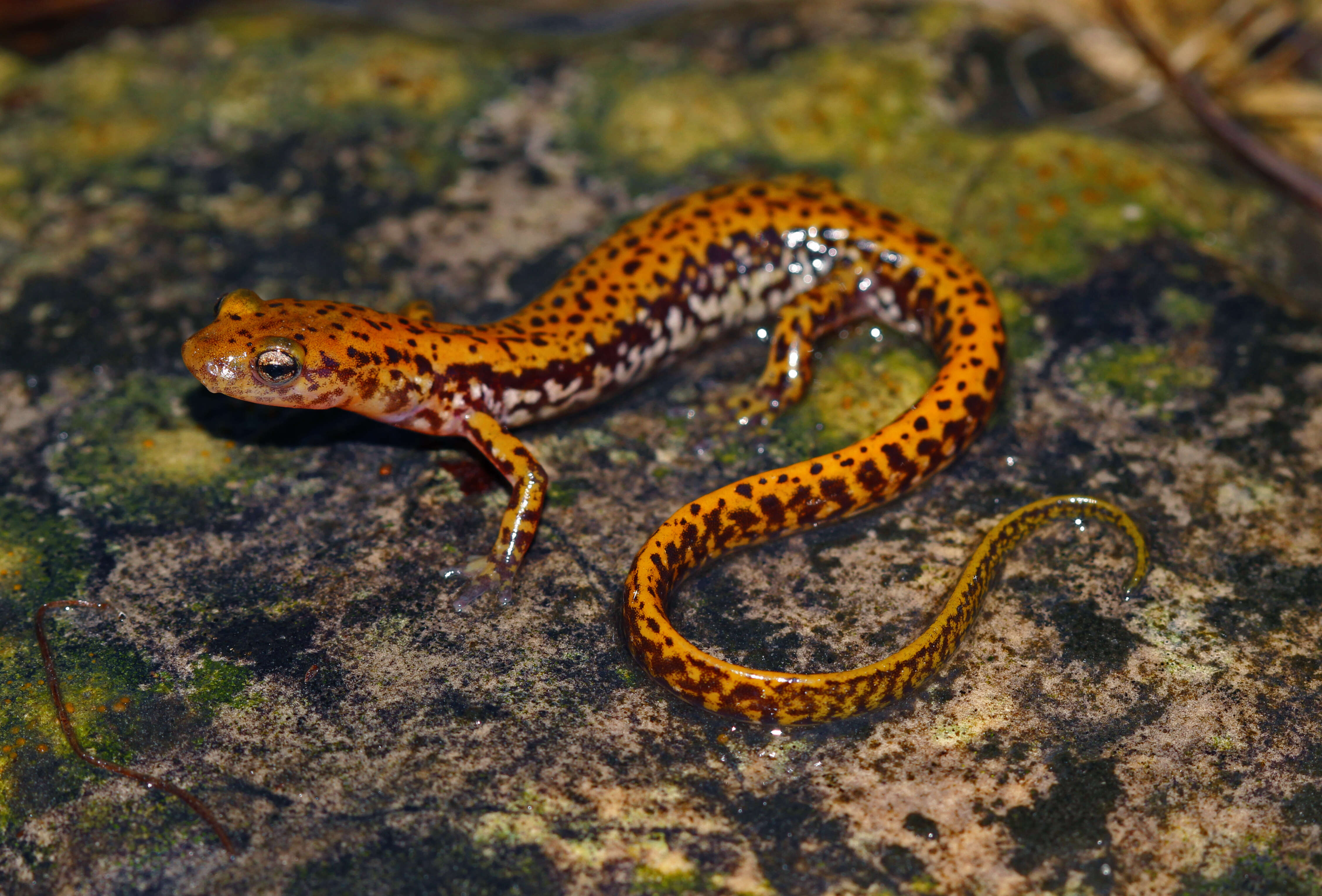 Image of Longtail Salamander