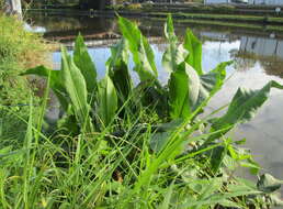 Image of Water Dock