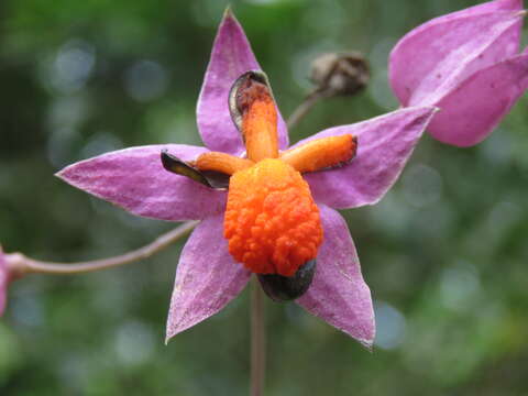 Image de Clérodendron grimpant