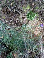 Image of Cynara humilis L.