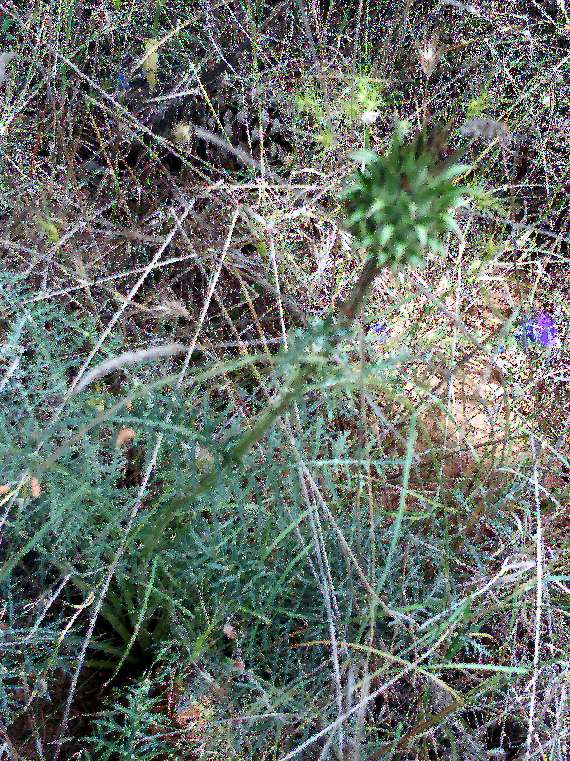 Image of Cynara humilis L.