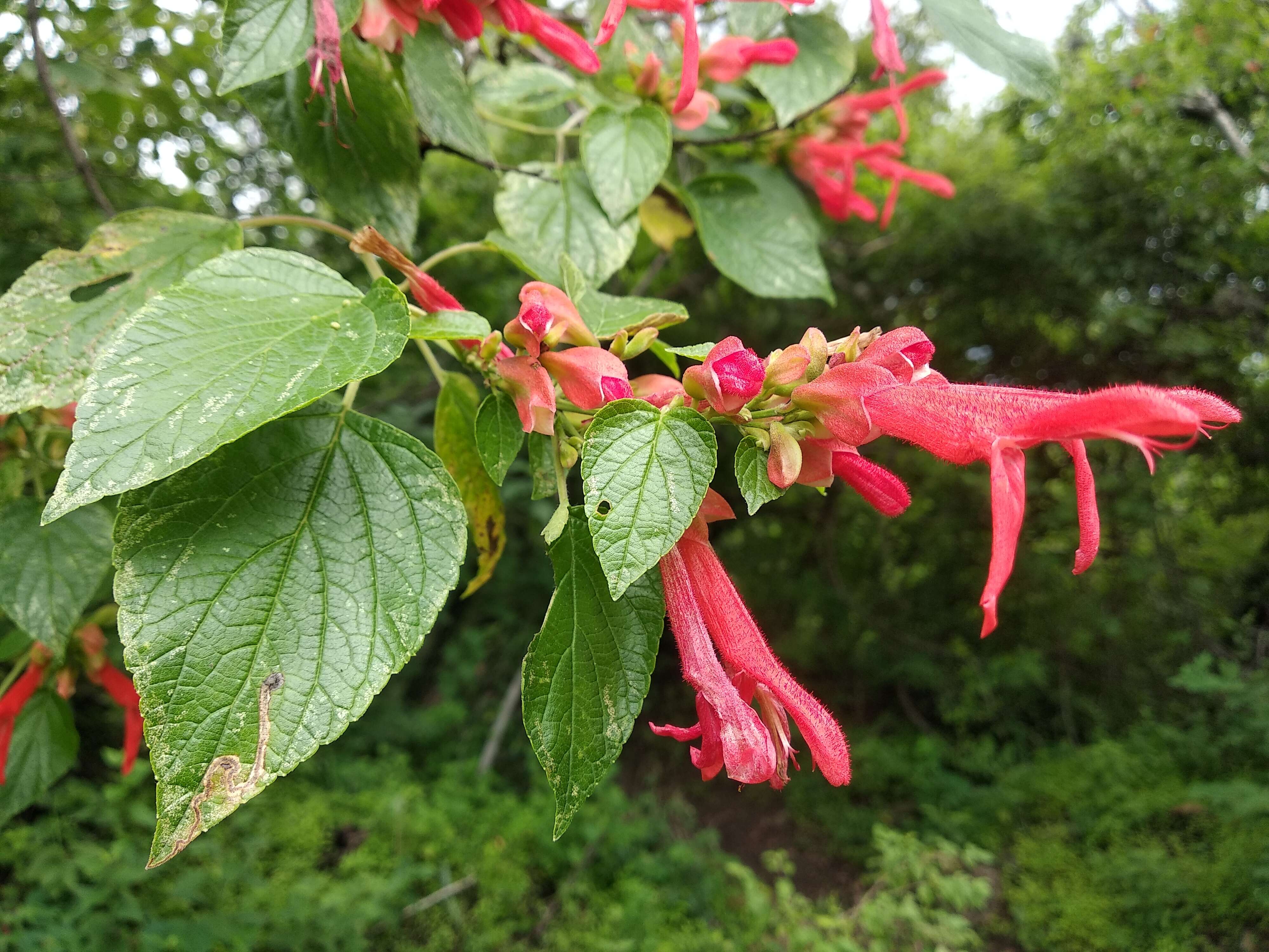 Image of Salvia sessei Benth.