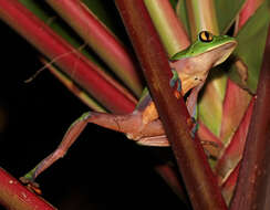 Image of blue-sided leaf frog