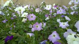 صورة Petunia axillaris (Lam.) Britton