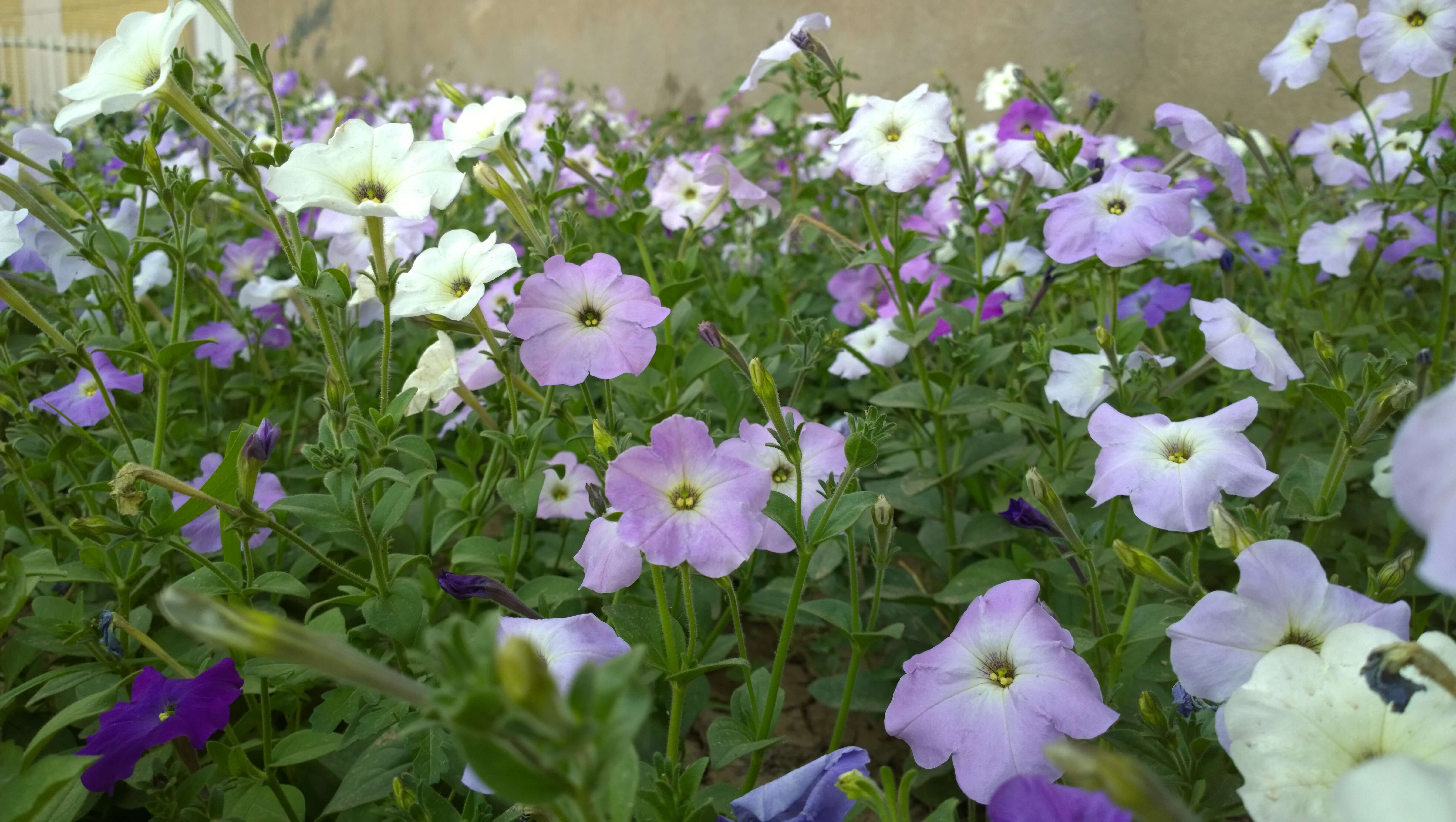 صورة Petunia axillaris (Lam.) Britton