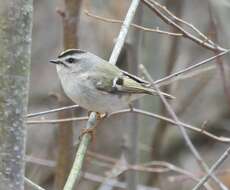 Image of Golden-crowned Kinglet