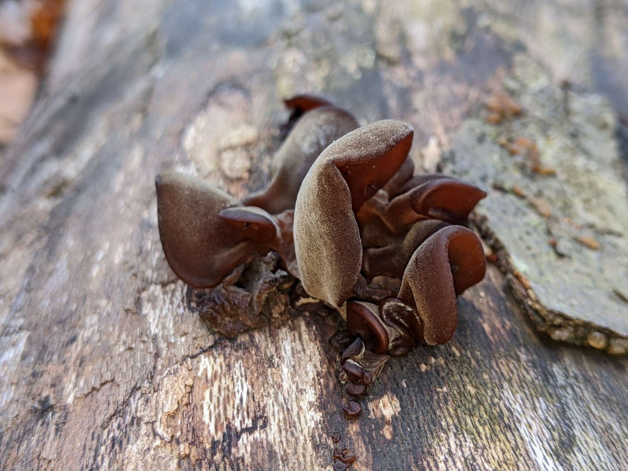 Image of ear fungus