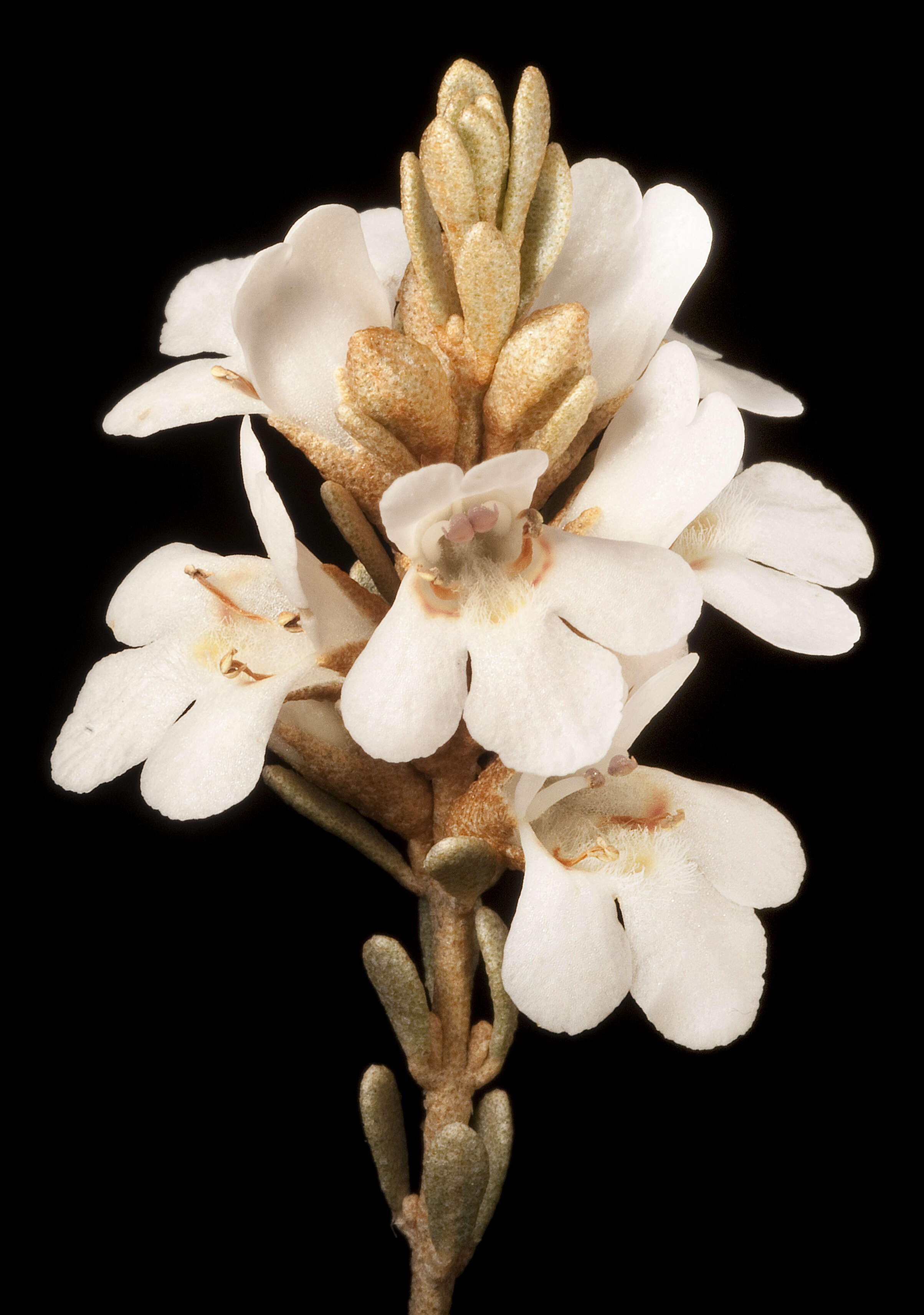 Image of Pityrodia lepidota (F. Muell.) E. Pritz.
