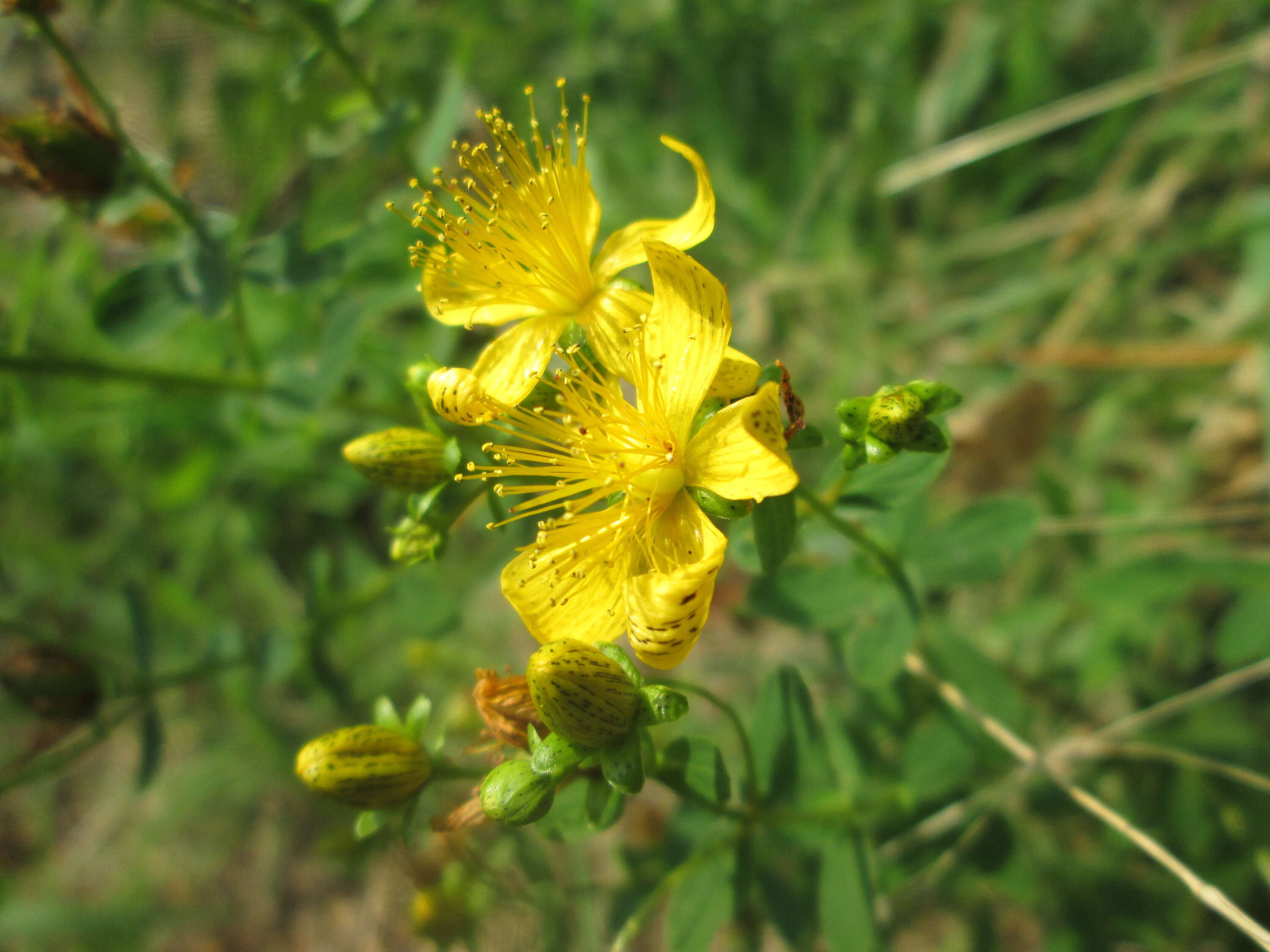 Image of spotted St. Johnswort