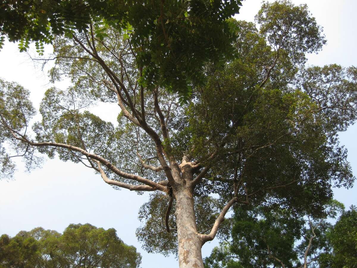 Image of Dipterocarpus costatus Gaertn. fil.