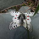 Image of Parnassius actius (Eversmann 1843)