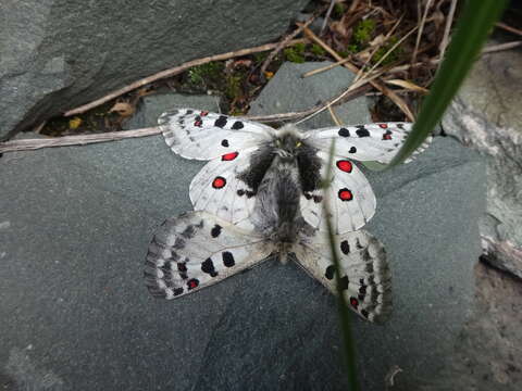 Sivun Parnassius actius (Eversmann 1843) kuva