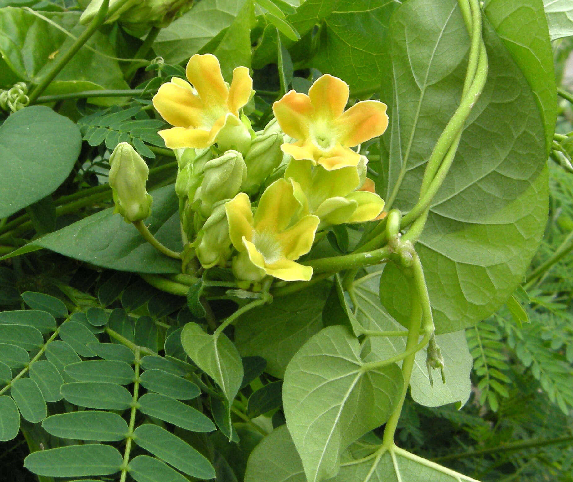 Image of Telosma cordata (N. L. Burman) Merr.