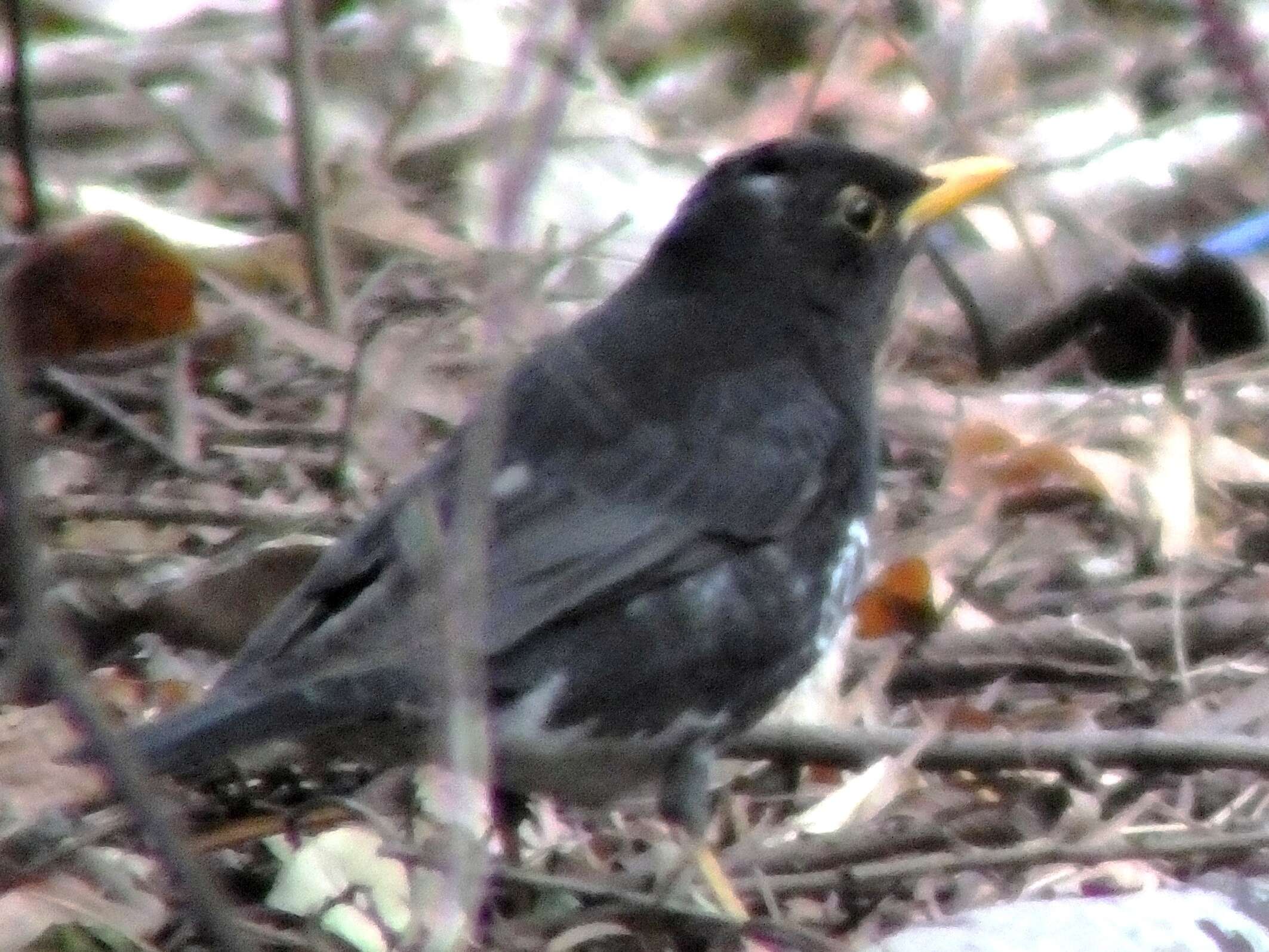 Image of Janpanese Thrush