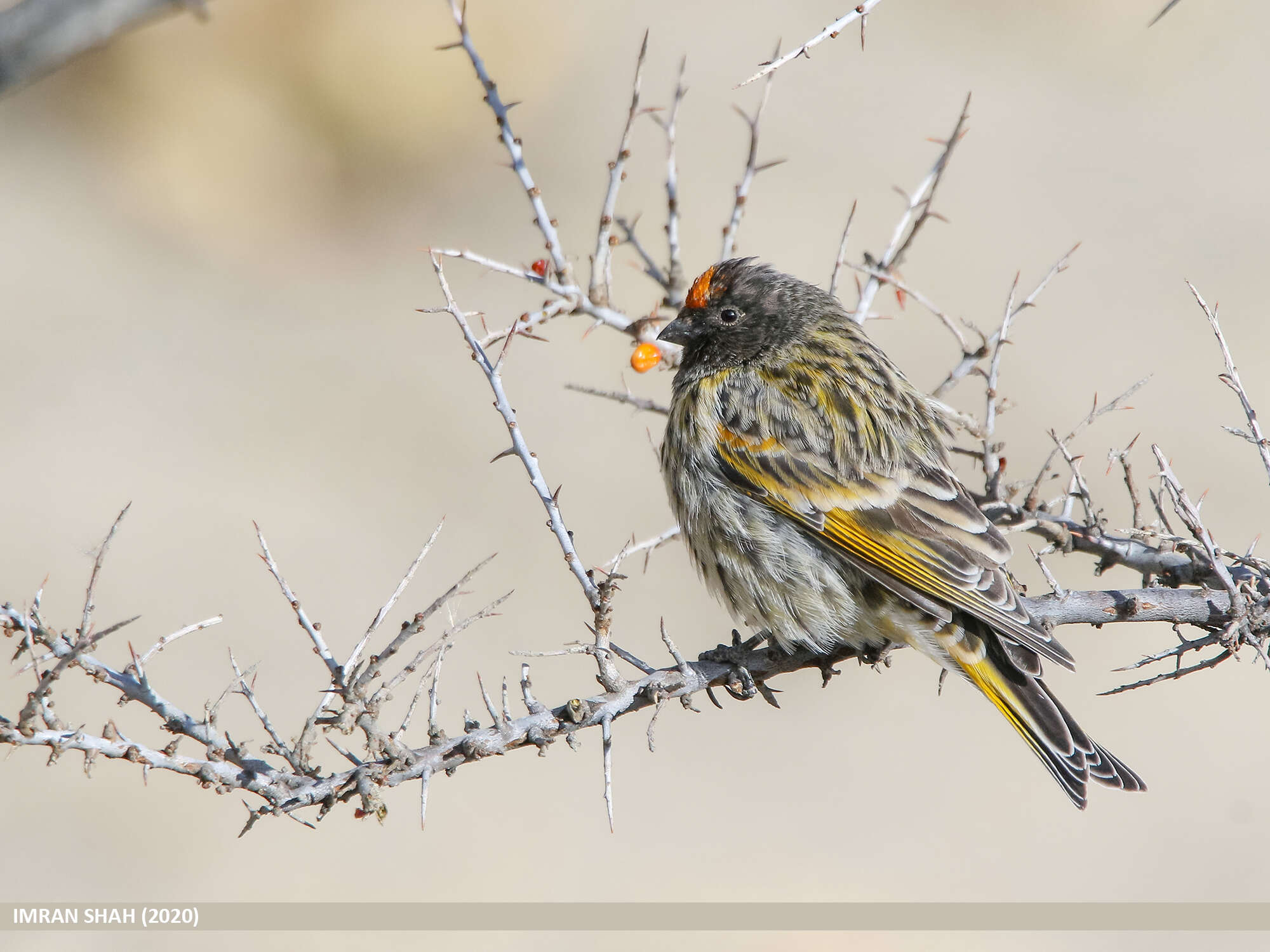 Image of Fire-fronted Serin