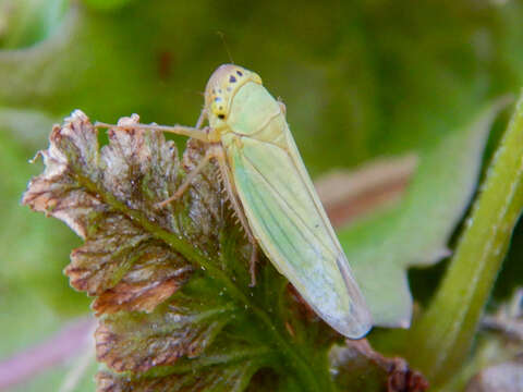 Image of Cicadella viridis (Linnaeus 1758)