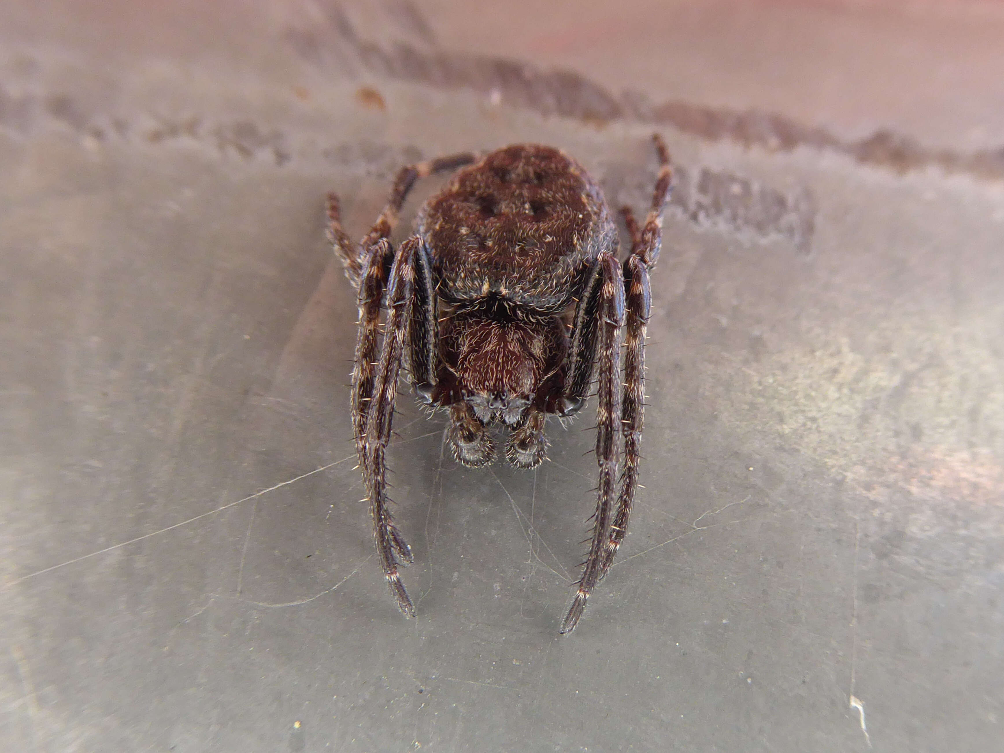 Image of Walnut Orb-Weaver Spider