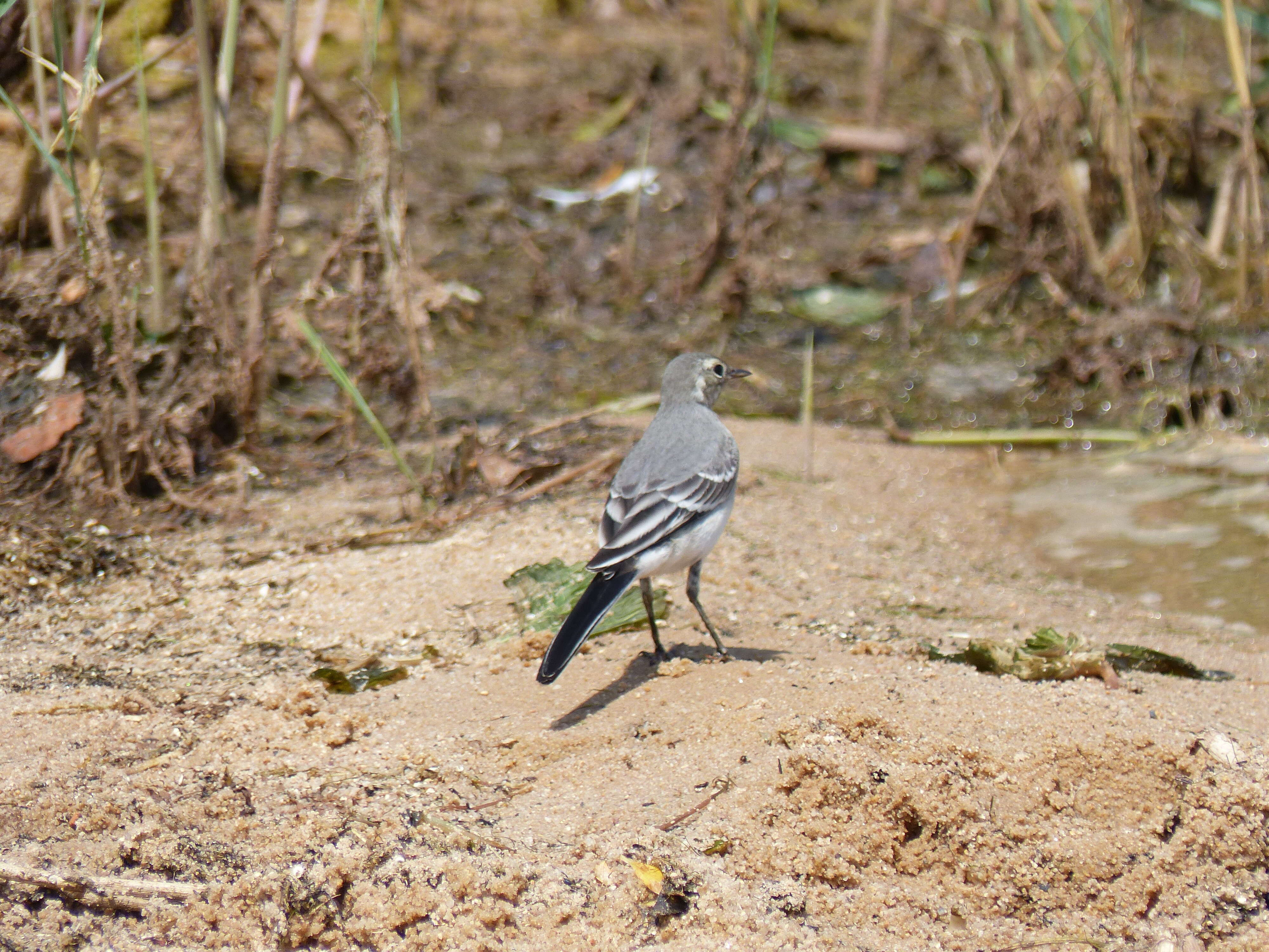 Image of Pied Wagtail and White Wagtail