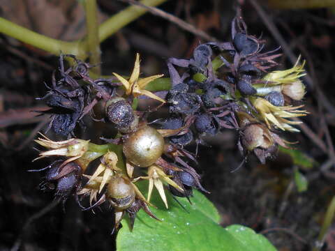 Image of bluntleaf waterleaf