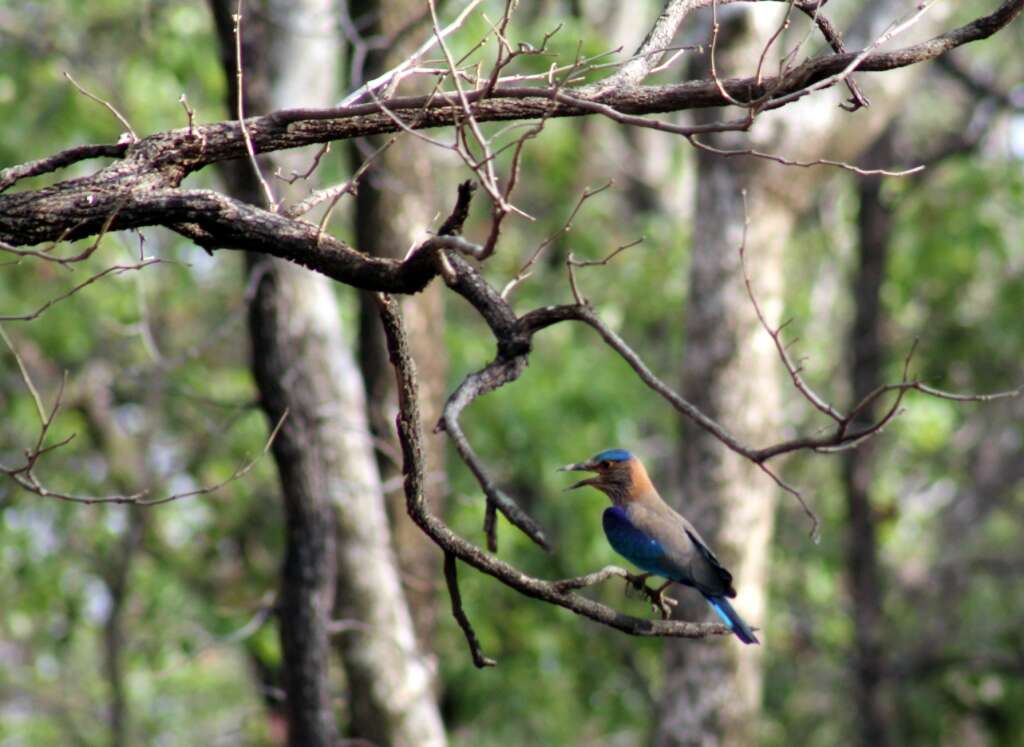 Image of Indian Roller