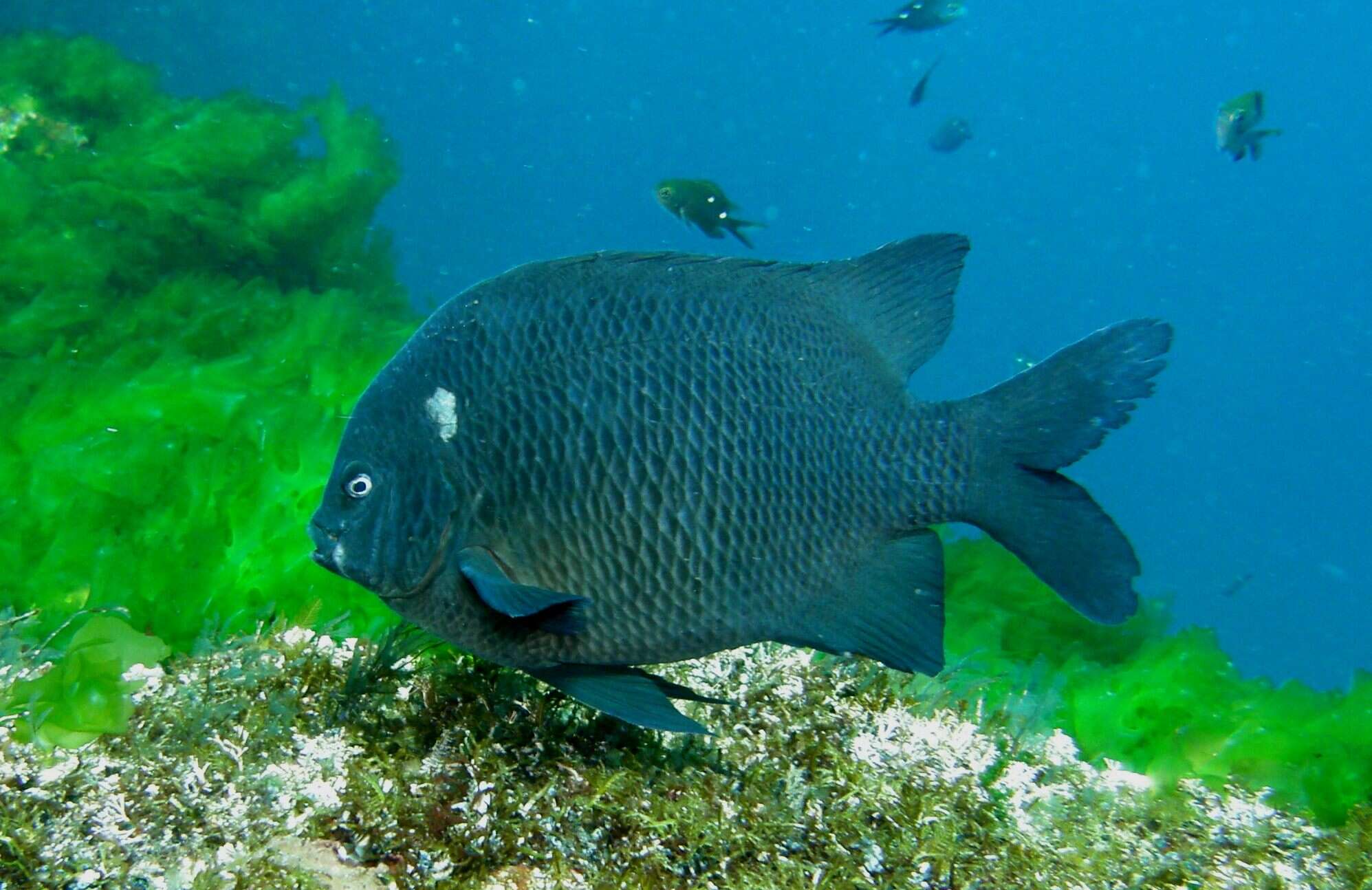 Image of New Zealand black angelfish