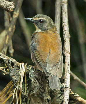 Image of Brown-chested Alethe