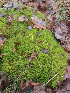 Image of square goose neck moss