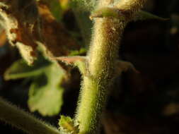 Image of Pelargonium tomentosum Jacq.