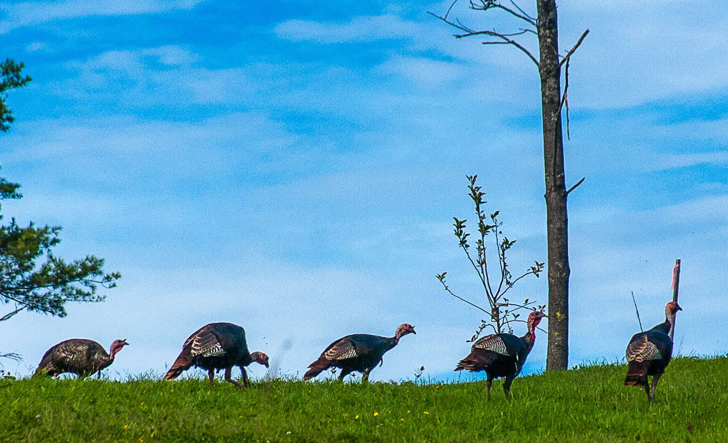 Imagem de Meleagris gallopavo Linnaeus 1758